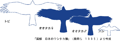 大きさ比較